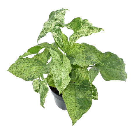 Livraison plante Syngonium Mottled