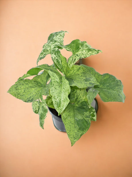 Livraison plante Syngonium Mottled