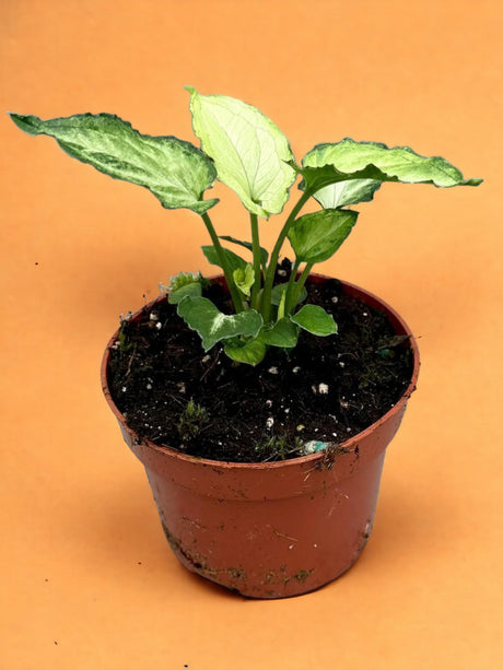 Livraison plante Syngonium Mouse Ears