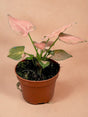 Livraison plante Syngonium Pink Perfection