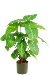 Livraison plante Syngonium - Plante verte artificielle