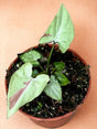 Livraison plante Syngonium Strawberry Milk