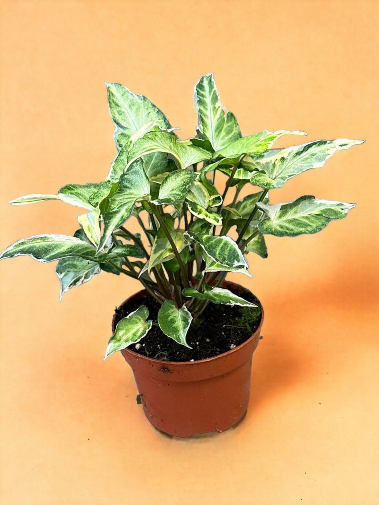 Livraison plante Syngonium T25