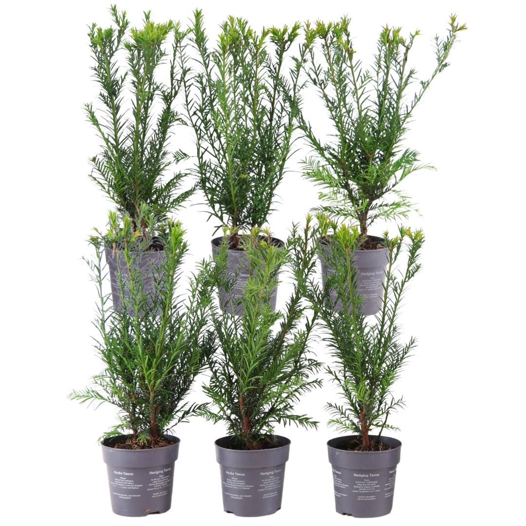 Livraison plante Taxus media Groenland - Lot de 6