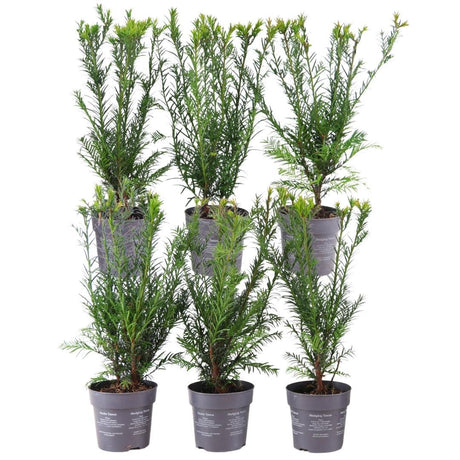 Livraison plante Taxus media Groenland - Lot de 6