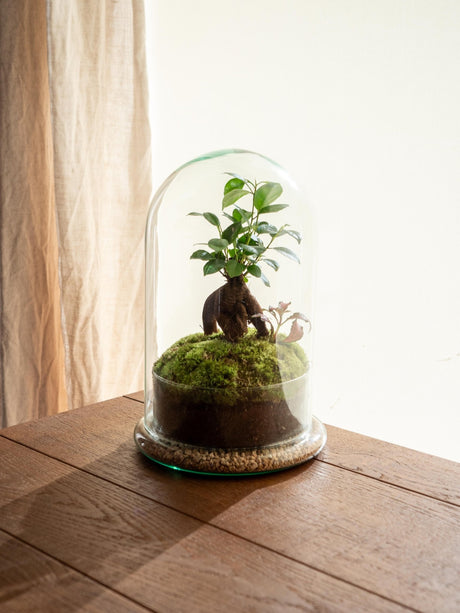 Livraison plante Terrarium - Alma Cúpula