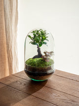 Livraison plante Terrarium - Balangan