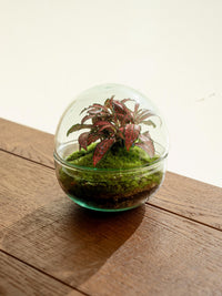 Terrarium - Bohol