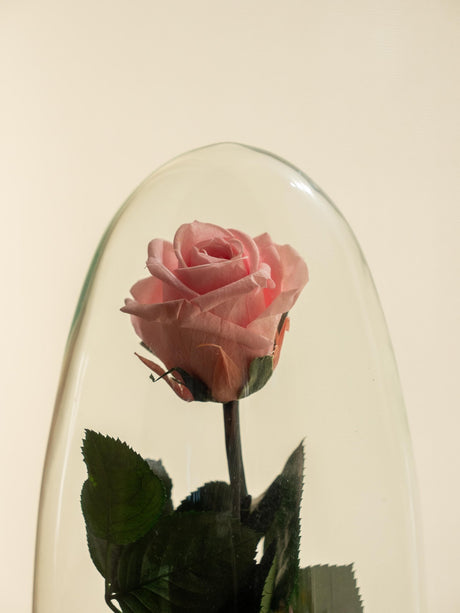 Livraison plante Terrarium Rose éternelle - St Valentin