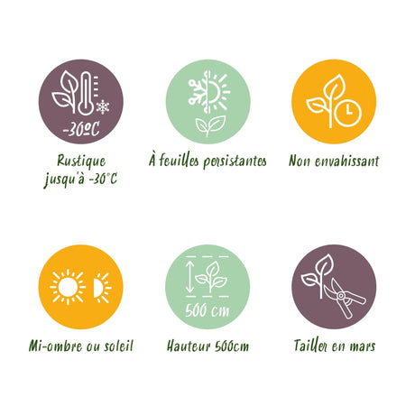 Livraison plante Thuja occidentalis Smaragd – Lot de 6 – Hauteur 60 cm