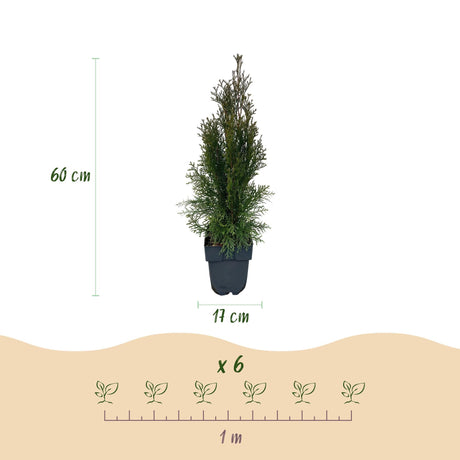 Livraison plante Thuja occidentalis Smaragd – Lot de 6 – Hauteur 60 cm