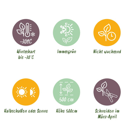 Livraison plante Thuja occidentalis Smaragd - Lot de 8 - Hauteur 30 - 35 cm