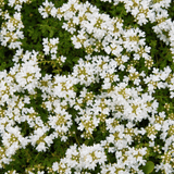 Livraison plante Thym blanc