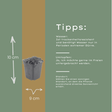 Livraison plante Thym blanc