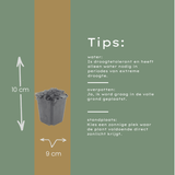 Livraison plante Thym blanc