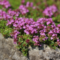 Thym Rampant (Thymus praecox) 'Coccineus'
