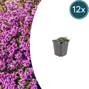 Livraison plante Thym coccineus