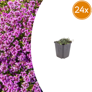 Livraison plante Thym coccineus