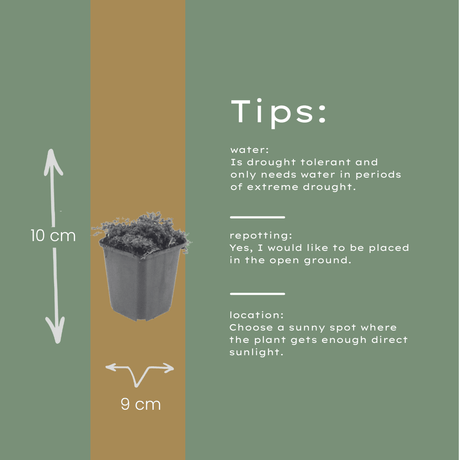 Livraison plante Thym Purple beauty