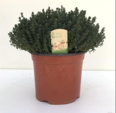 Livraison plante THYMUS FAUSTINI 18 - Ø18cm - ↕45cm