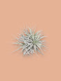 Livraison plante Tillandsia - L'excentrique