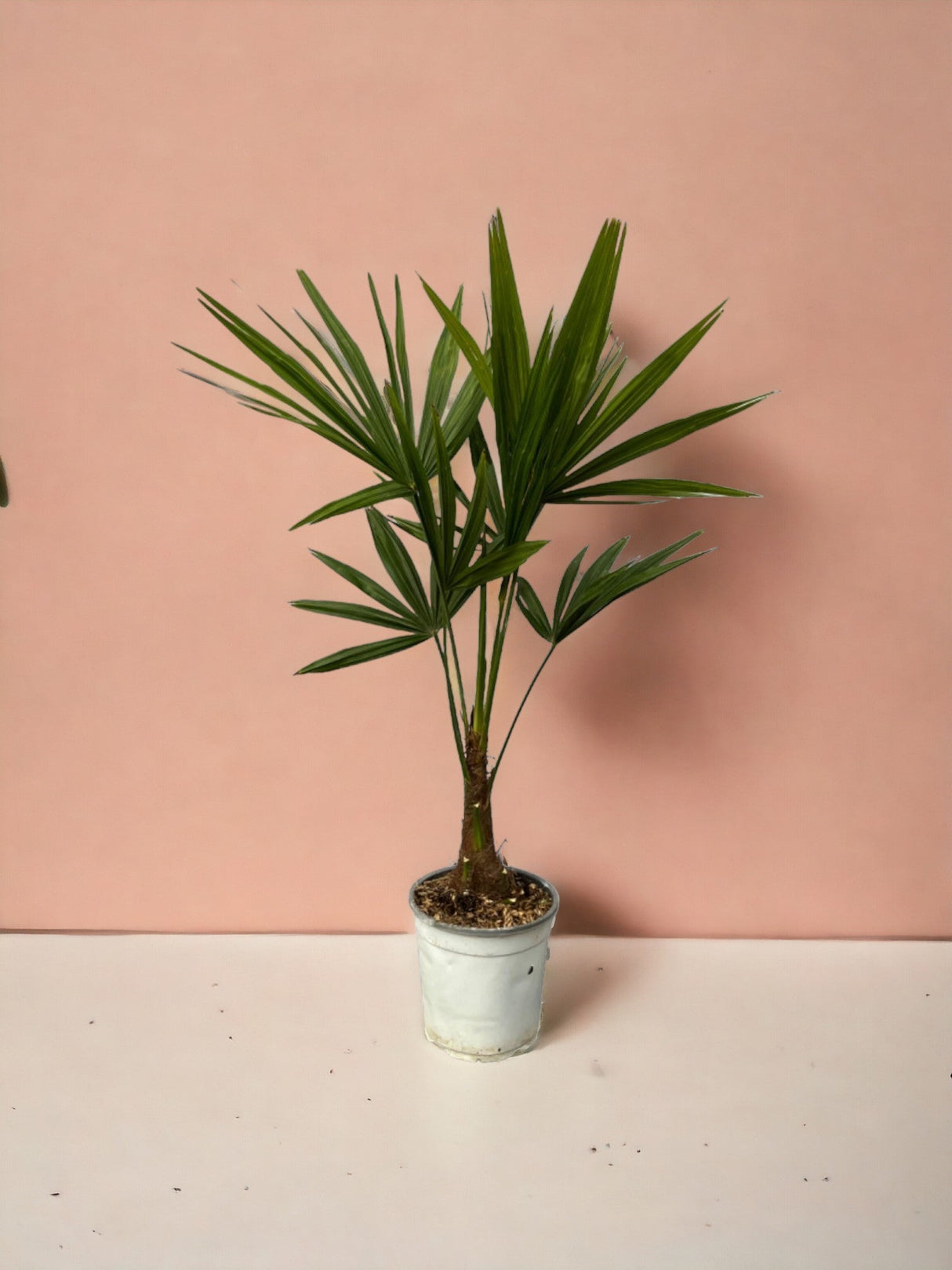 Livraison plante Trachycarpus Fortuneii