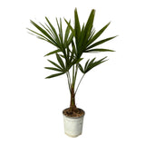 Livraison plante Trachycarpus Fortuneii