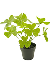Livraison plante Trèfle - Plante verte artificielle