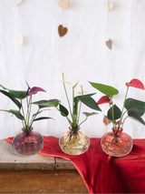 Trio d'Anthurium en hydroculture avec leur vase Nela