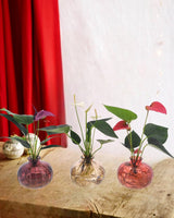 anthurium hydroculture Trio d'Anthurium en Hydroculture