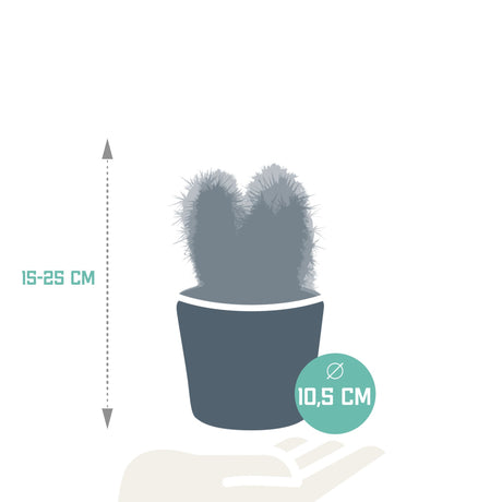 Livraison plante Trio de Cactus et leurs caches - pots h23cm