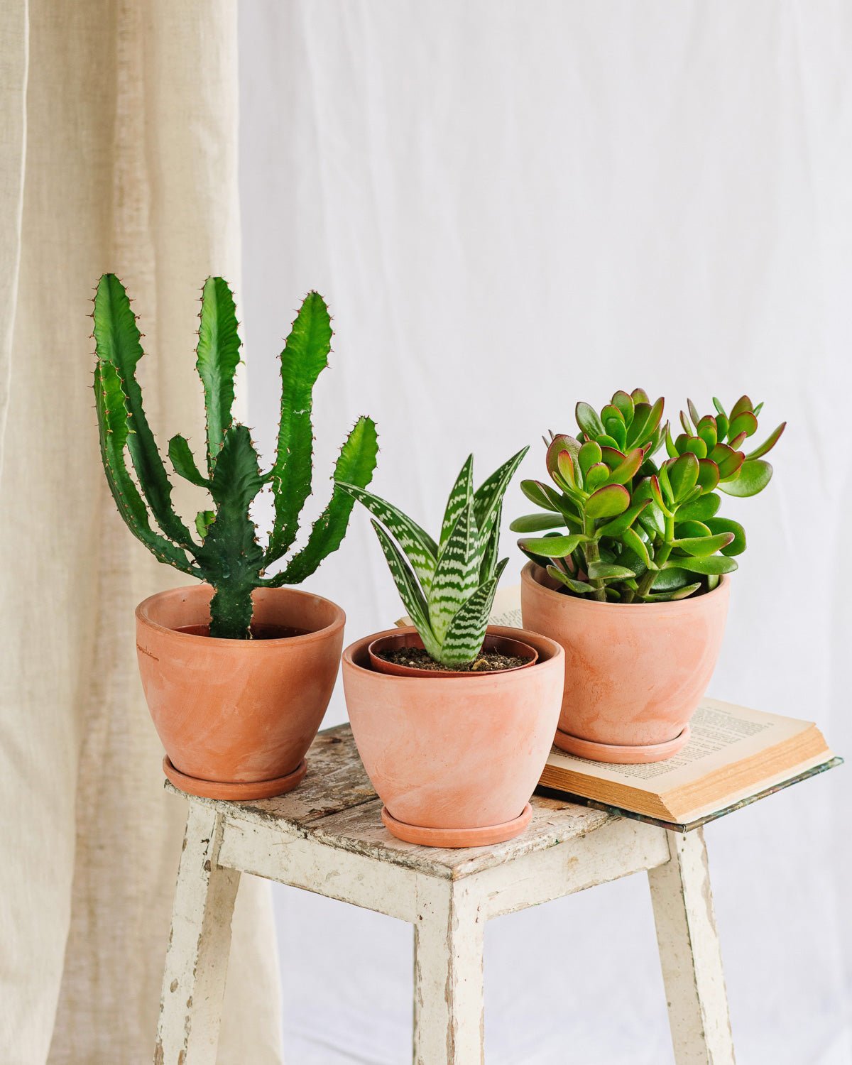 Guide essentiel pour cactus et succulentes