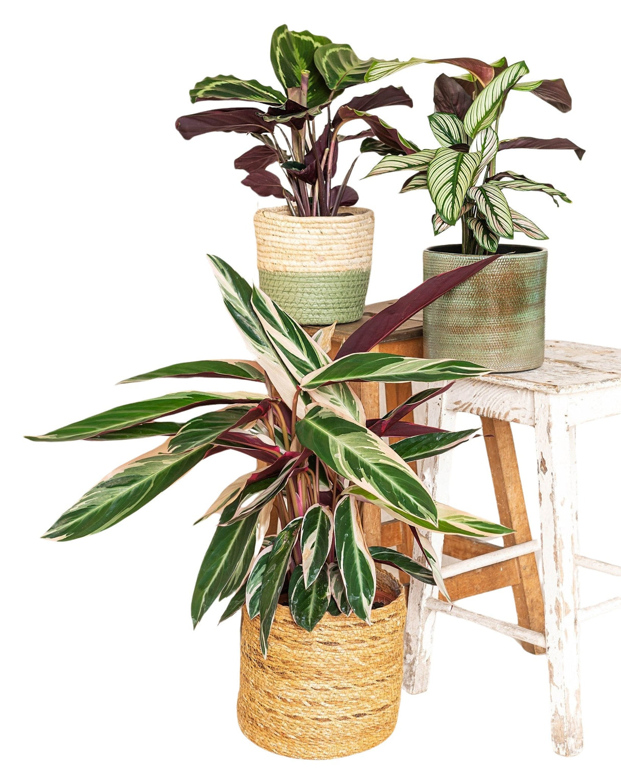 Livraison plante Trio de calathea - plant mama