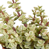 Livraison plante Trio de Crassula et leurs caches - pots h18cm