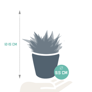 Livraison plante Trio de Gasteria/Haworthia h18cm
