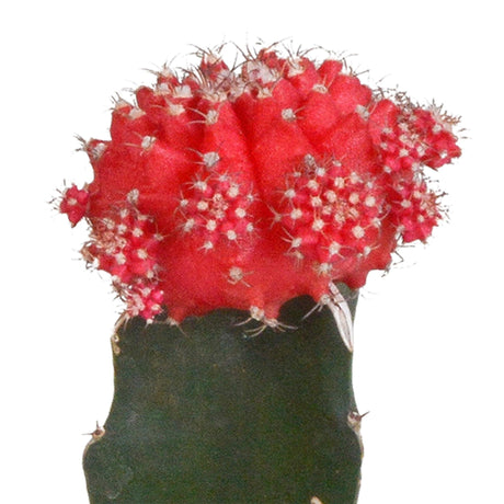 Livraison plante Trio de Gymnocalycium