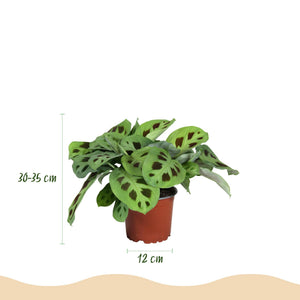 Livraison plante Trio de Maranta