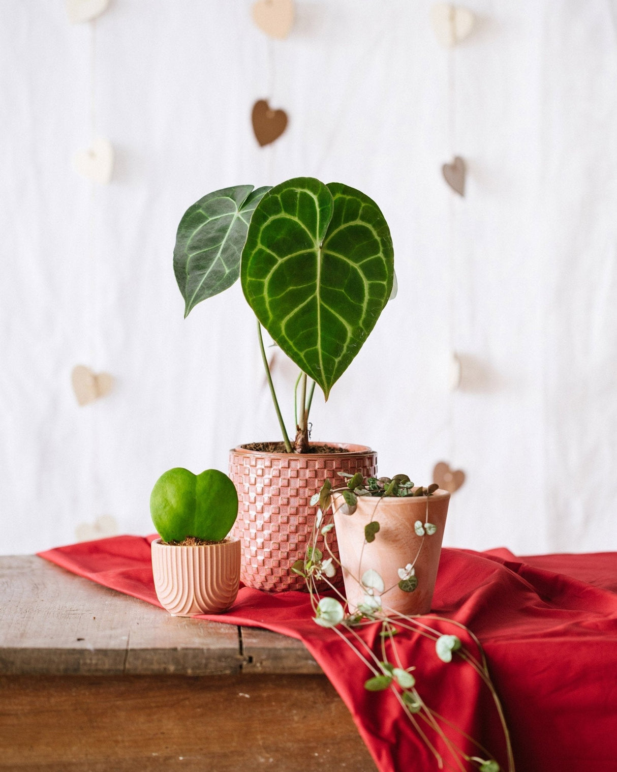 Livraison plante Trio de plantes lovers - Hoya, Anthurium, Ceropegia