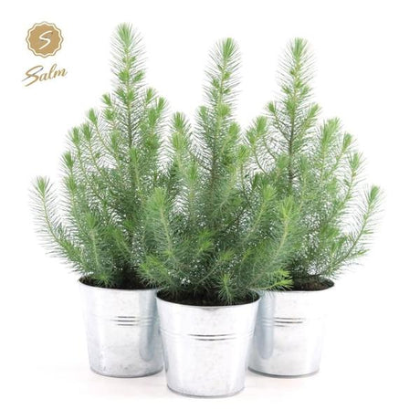 Livraison plante Trio de Sapins de Noël et leur pot en zinc