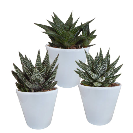 Livraison plante Trio de Succulentes et leurs caches - pots blancs h18cm