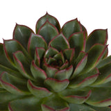 Livraison plante Trio d'Echeveria et leurs caches - pots h15cm