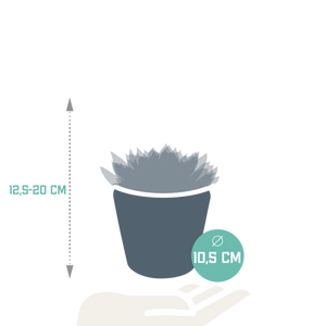 Livraison plante Trio d'Echeveria et leurs caches - pots h21cm