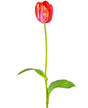 Livraison plante Tulipe Française Rouge