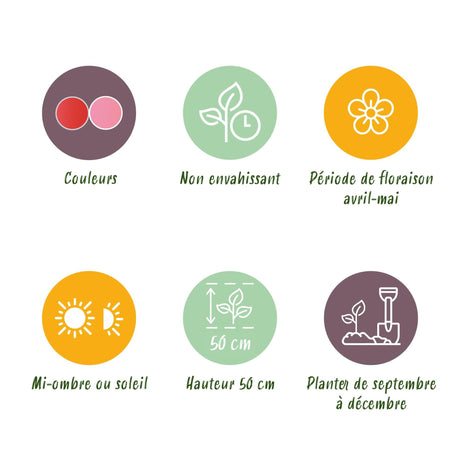 Livraison plante Tulipe Pink - Red – Lot de 40