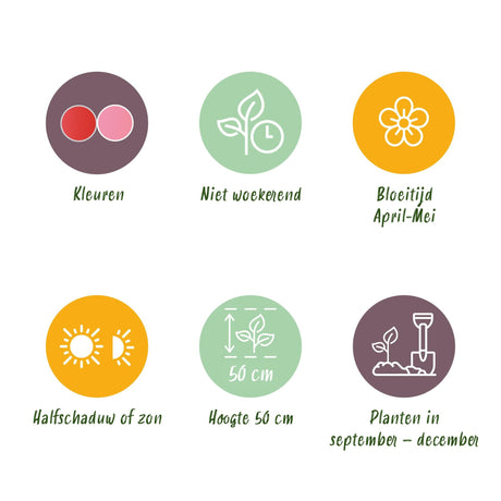 Livraison plante Tulipe Pink - Red – Lot de 40