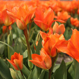 Livraison plante Tulipes Hollandaises - Mélange de Tulipes - 90 Bulbes