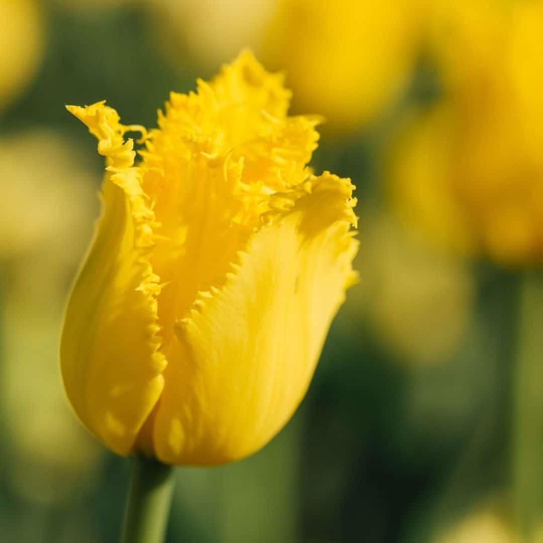 Livraison plante Tulipes Néerlandaises - 40 Bulbes - Boîte Moyenne