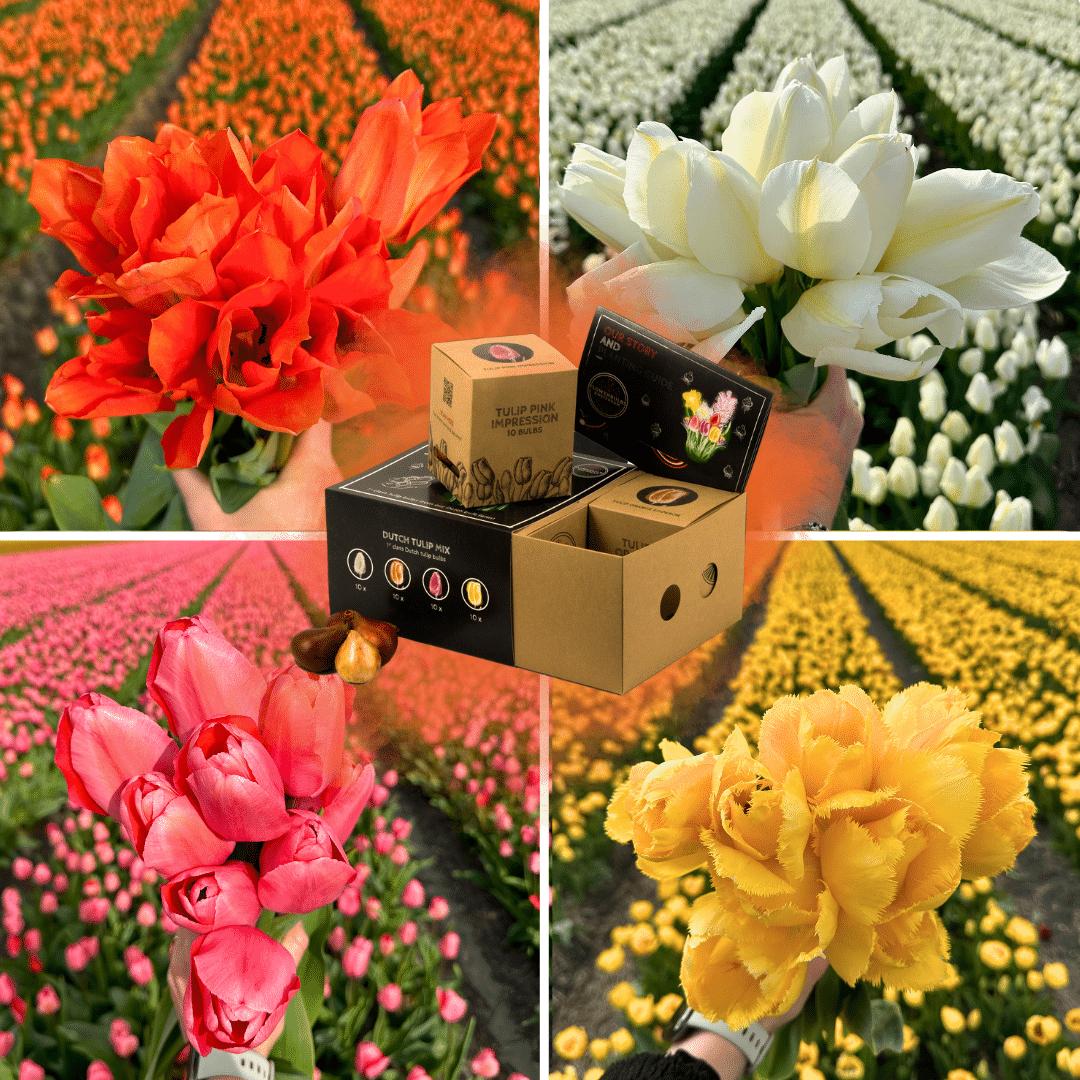 Bulbes De Tulipes Roses Et Rouges - Mélange De 40, Pour Jardin, Balcon Ou Terrasse