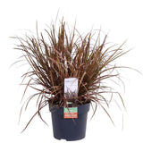 Livraison plante Uncinia rubra 'Everflame'