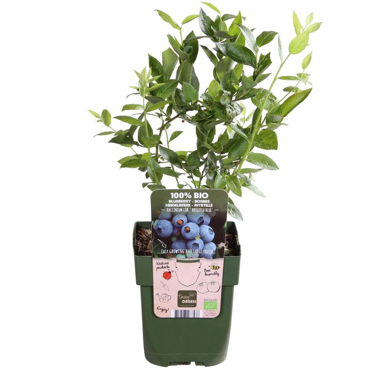 Livraison plante Vaccinium corymbosum 'Brigitta Blue'